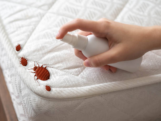 Best Flea Control Services  in Scott City, MO