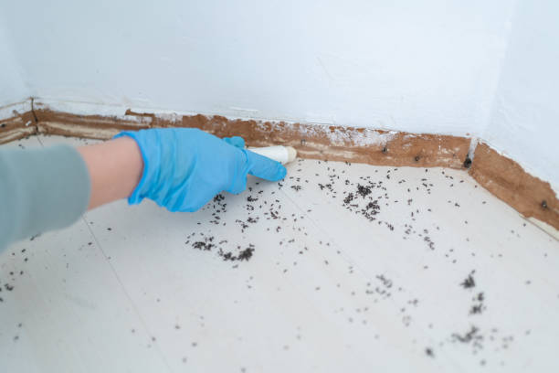 Best Termite Control Services  in Scott City, MO